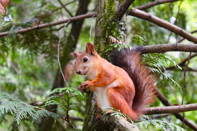 Can squirrels carry rabies?